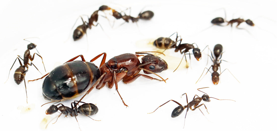 Camponotus turkestanicus
