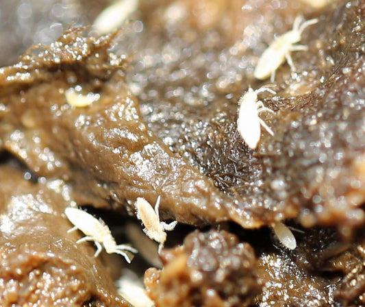 Tropische Springschwänze - COLLEMBOLA - Nützlinge
