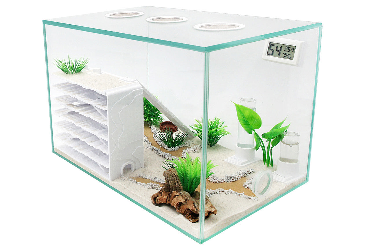 Ameisenkomplettset D + Interne Ameisenfarm P1 + Ameisen nach Wahl