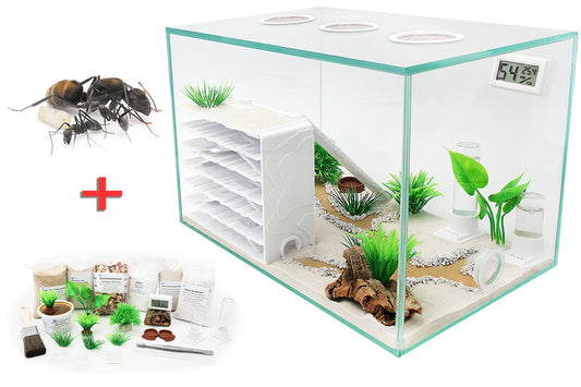 Ameisenkomplettset D + Interne Ameisenfarm P1 + Ameisen nach Wahl