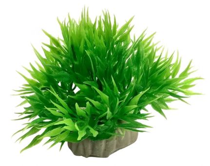 Ameisenpflanze Luxara