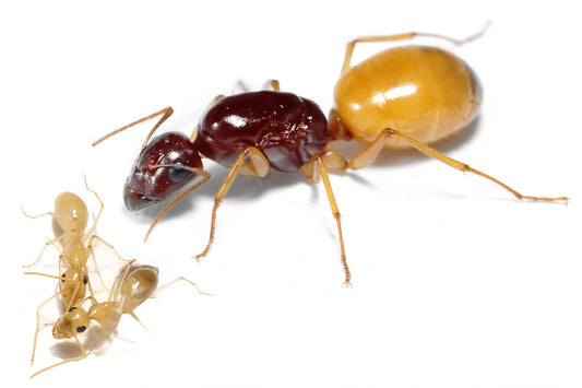 Camponotus fedtschenkoi