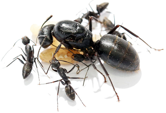 Camponotus japonicus