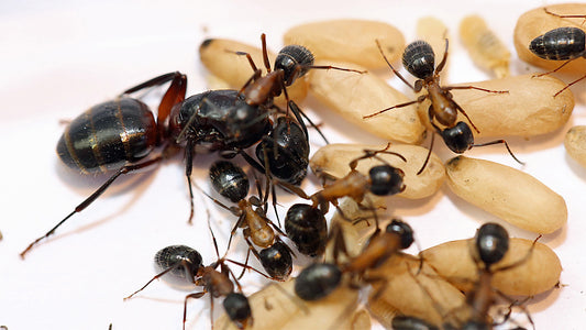 Camponotus ligniperdus