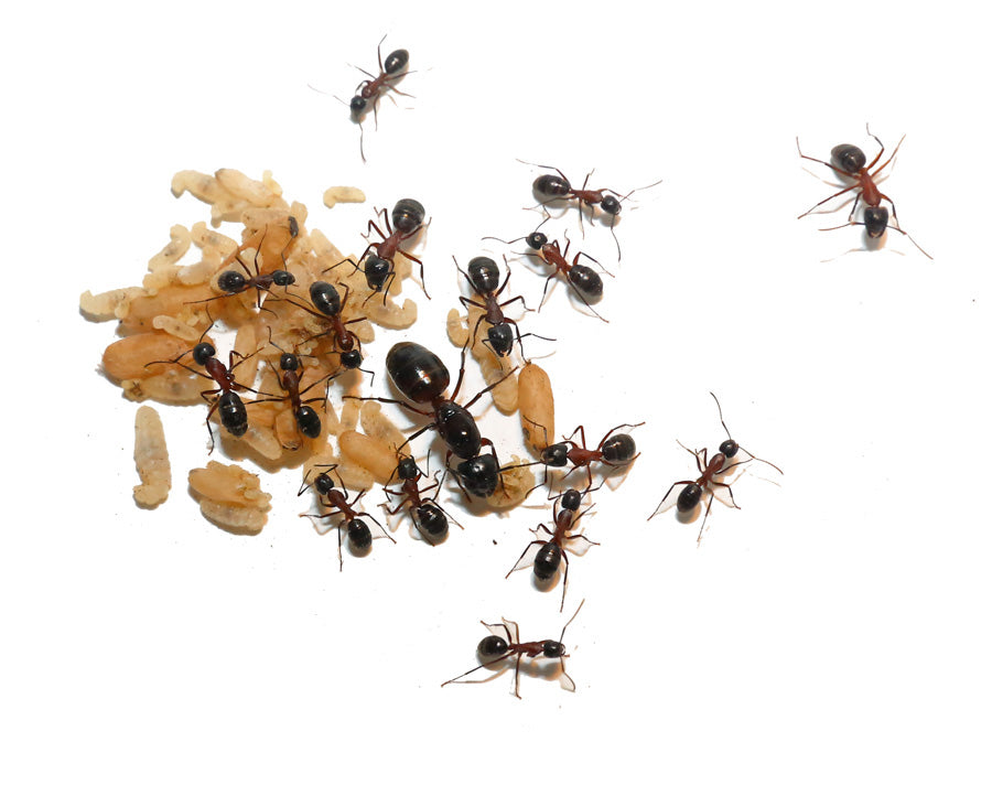 Camponotus ligniperdus