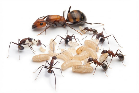 Camponotus nicobarensis