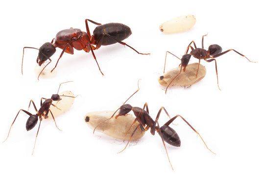 Camponotus turkestanicus