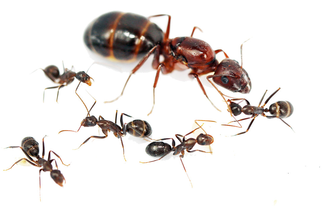 Camponotus barbaricus