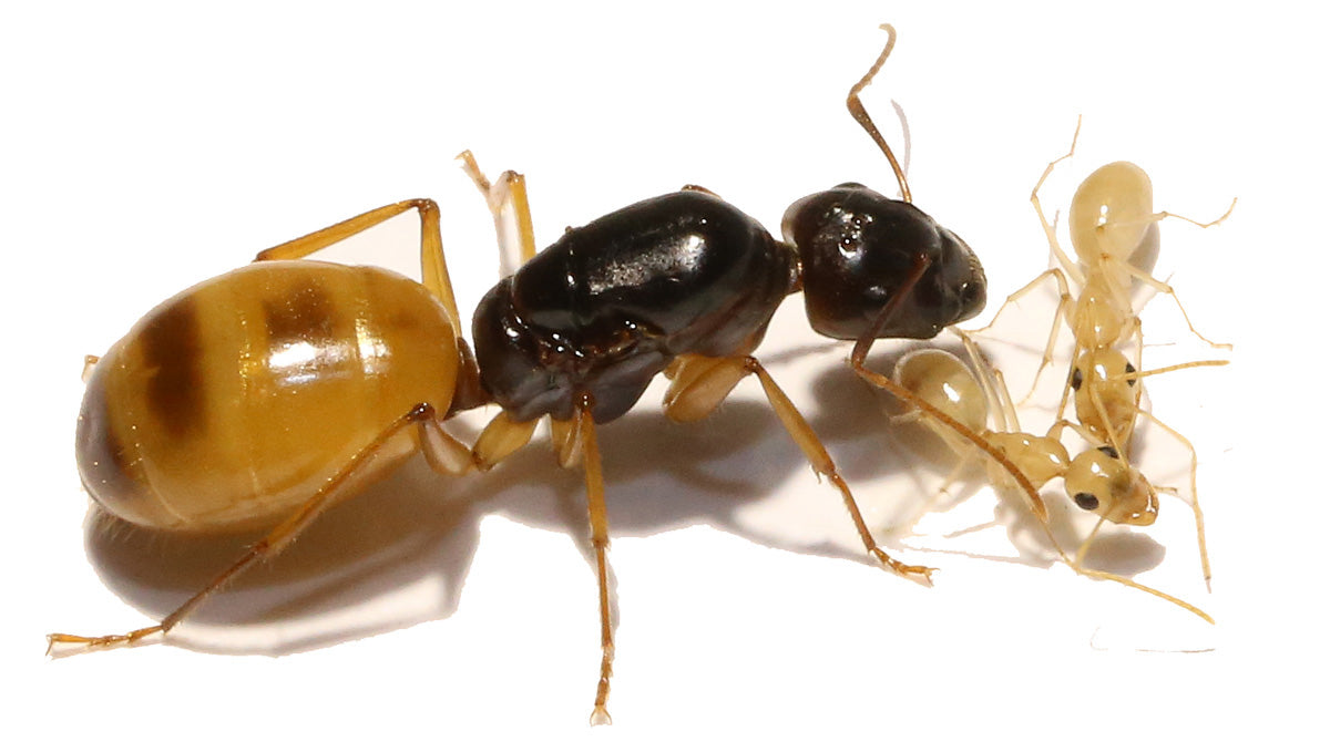 Camponotus turkestanus