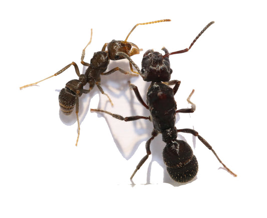 Ectatomma ruidum
