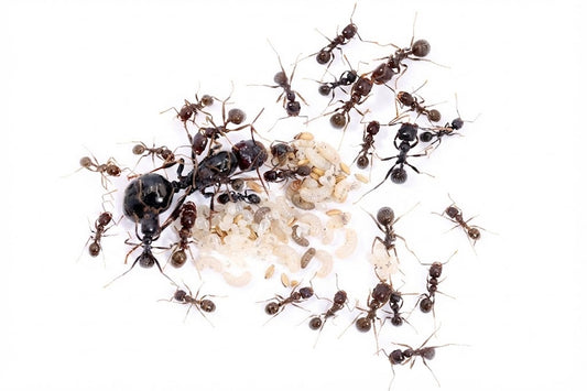 Messor orientalis