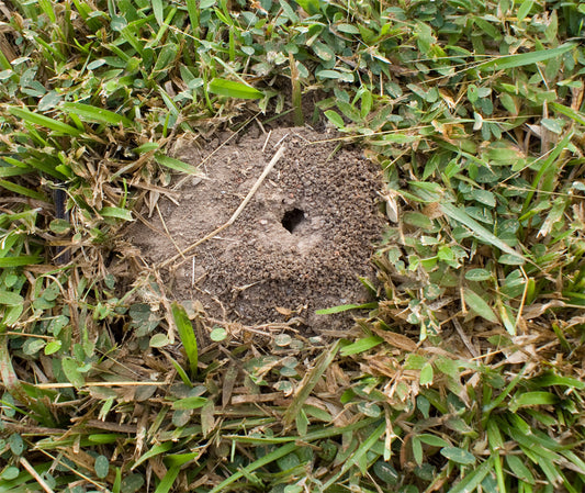 Atta cephalotes