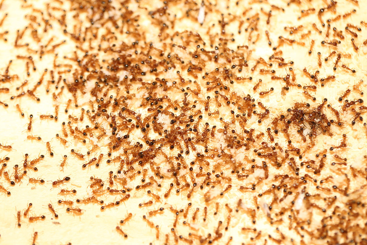 Tetramorium bicarinatum