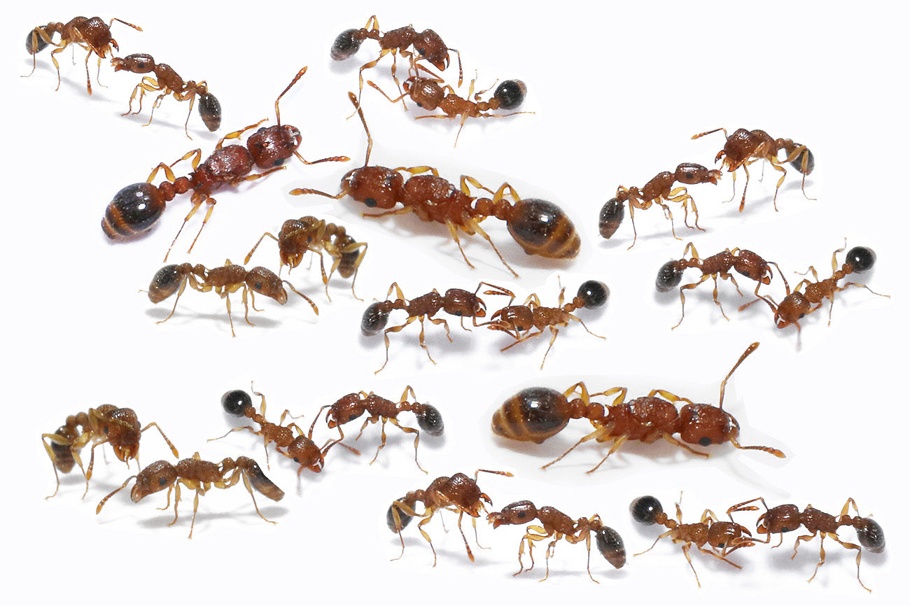 Tetramorium bicarinatum