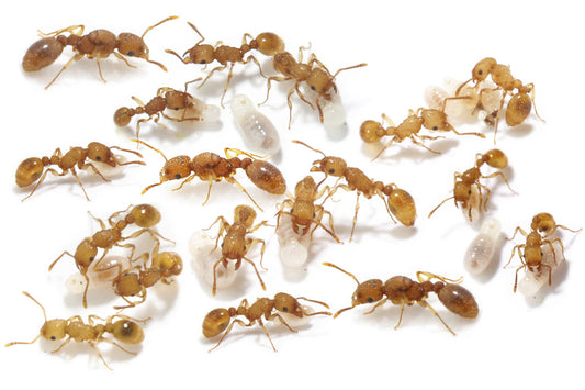 Tetramorium simillimum