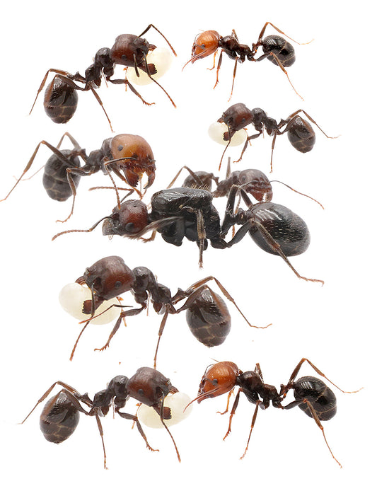 Messor barbarus