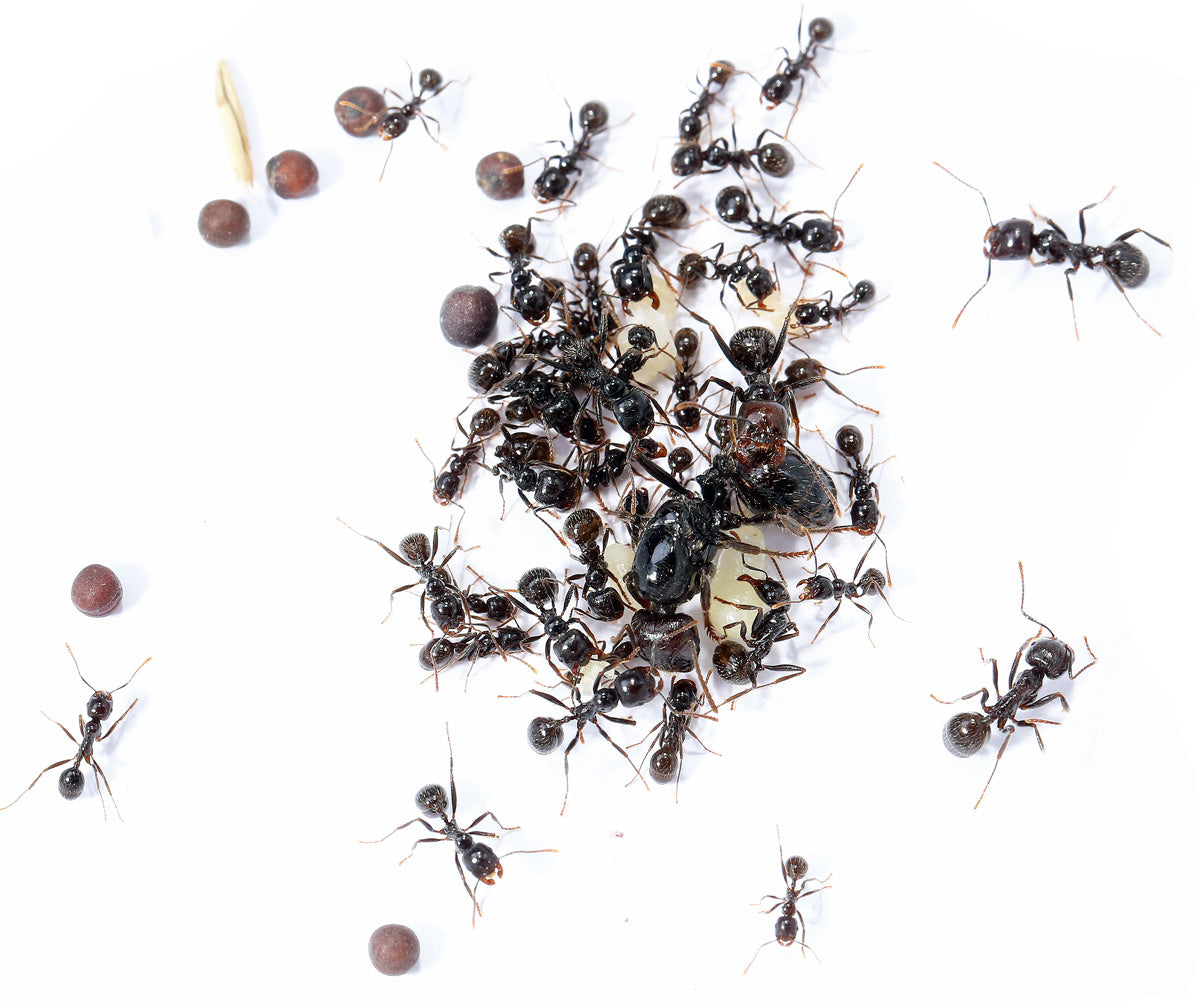 Messor barbarus