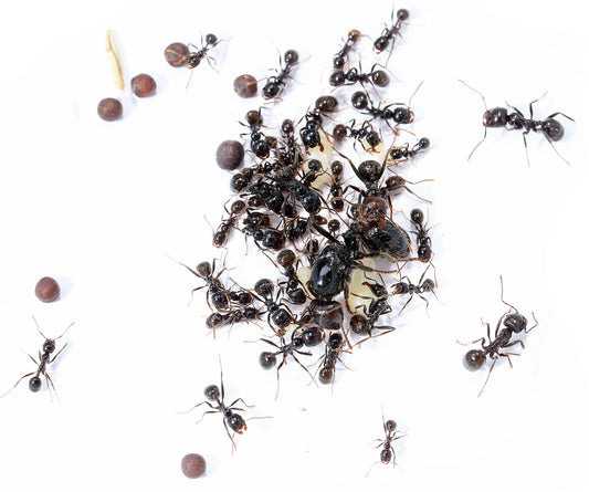 Messor barbarus