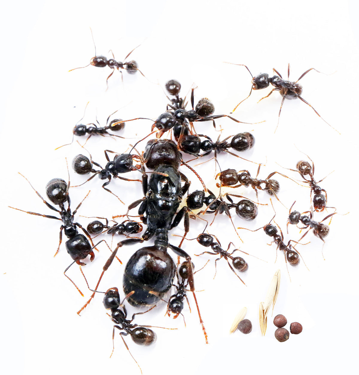 Messor barbarus