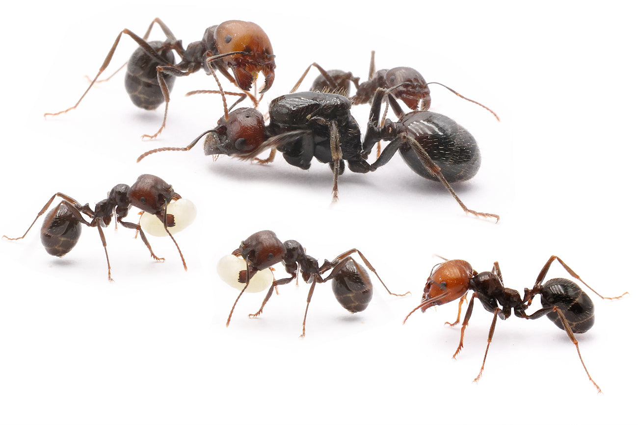 Messor barbarus