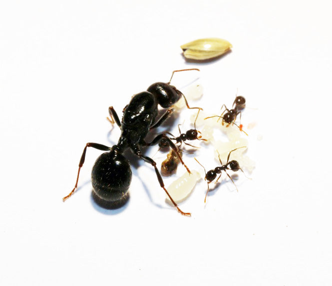 Messor barbarus